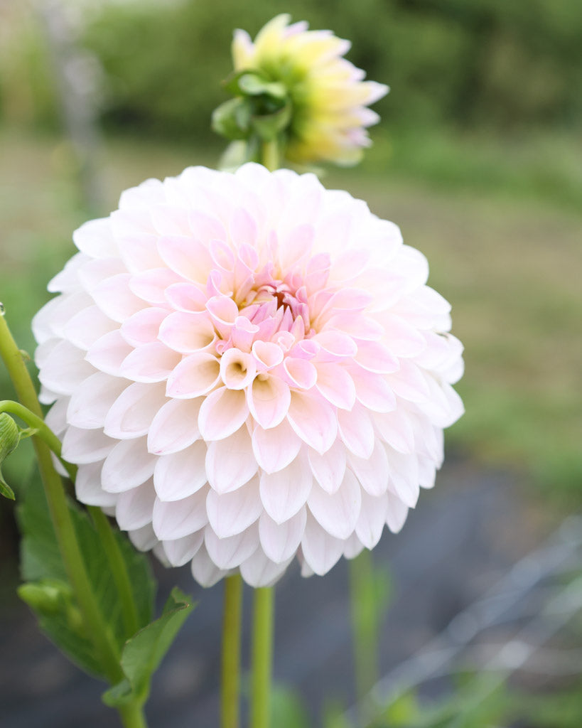 Eine Blüte der Dahliensorte Bloomquist Tory P. im Beet.