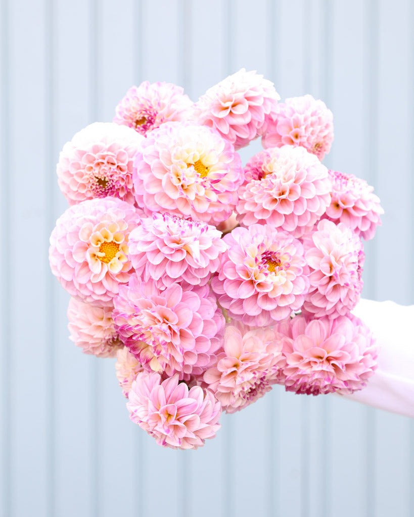 Dahlie · Bloomquist Wonderful