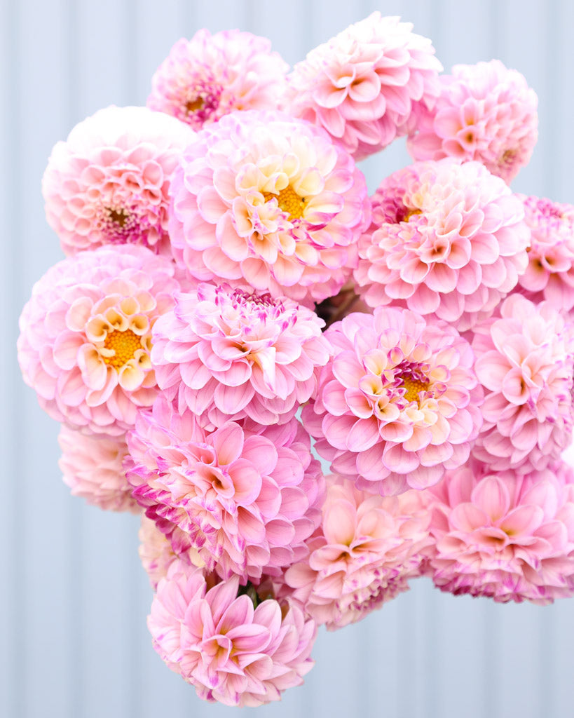 Ein Strauß voller Dahlienblüten von der Sorte Bloomquist Wonderful