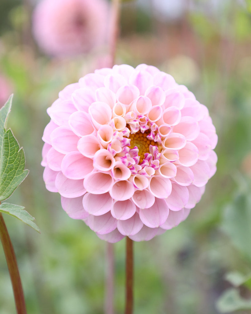 Nahaufnahme einer Dahlienblüten der Sorte Bloomquist Wonderful im Beet