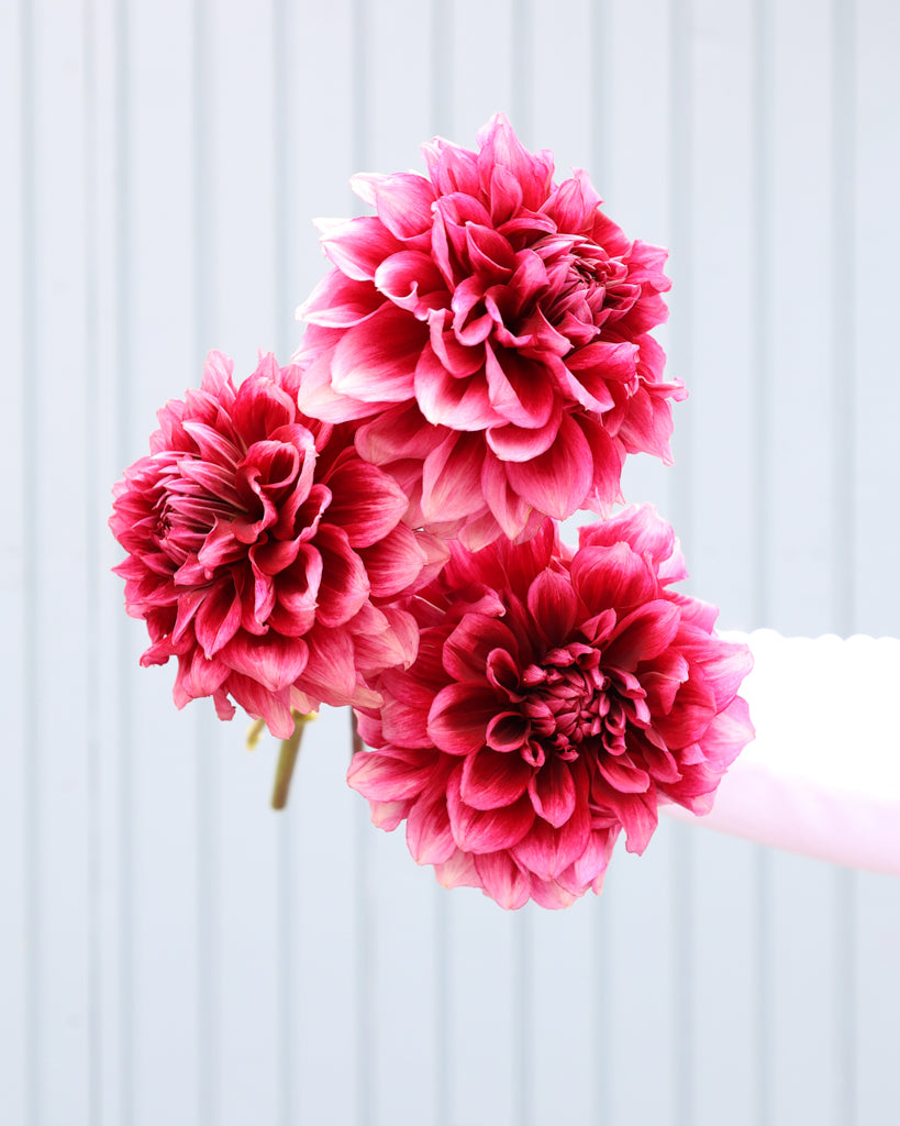 Drei Dahlienblüten der Sorte Bloomquist York vor einem hellblauen Hintergrund.