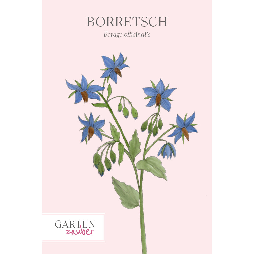 Borretsch Saatgut – Borago officinalis für Garten & Balkon