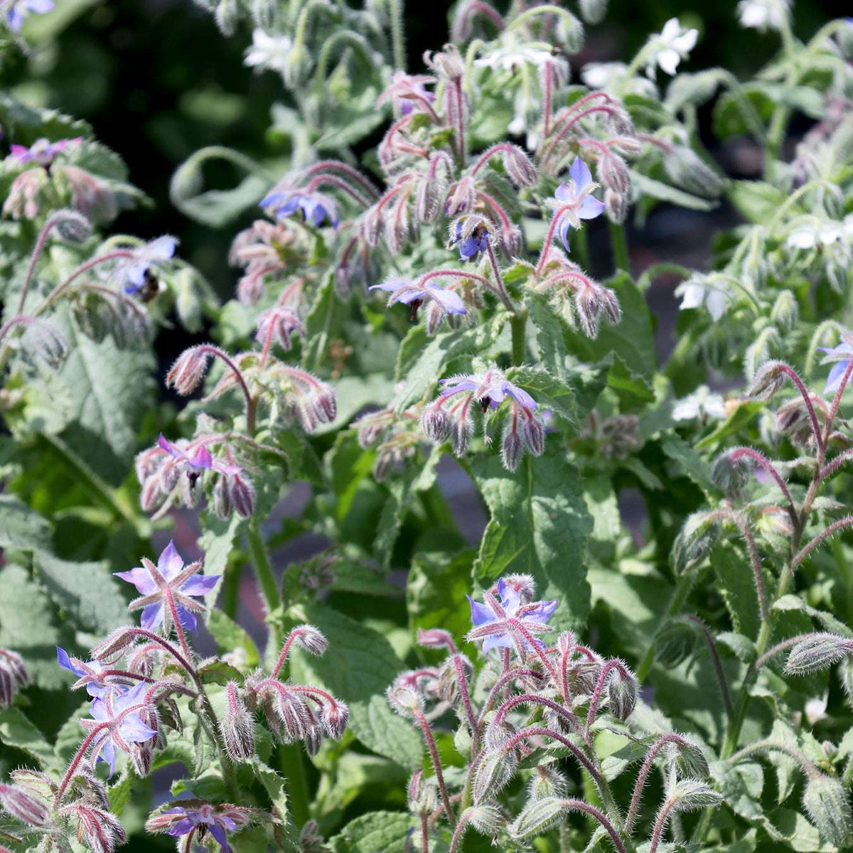 Borretsch Saatgut – Borago officinalis für Garten & Balkon
