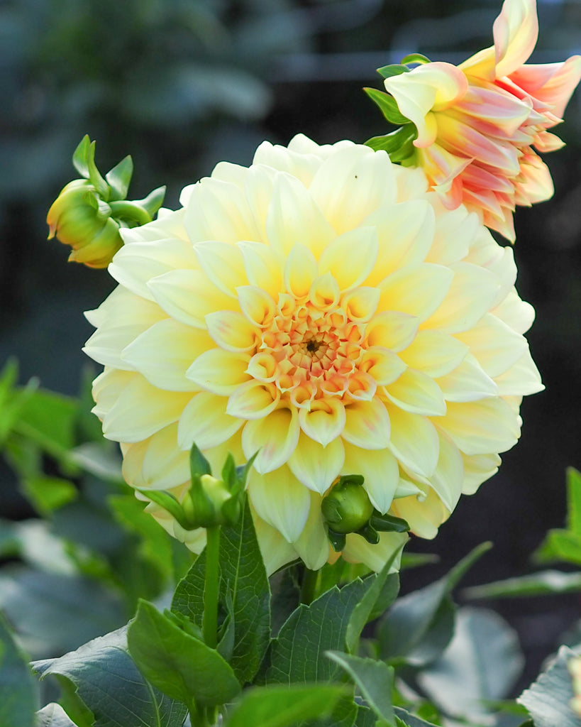 Eine Dahlienblüte der Sorte Bracken Sarah im Beet.