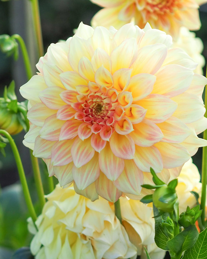 Eine Dahlienblüte der Sorte Bracken Sarah im Beet.