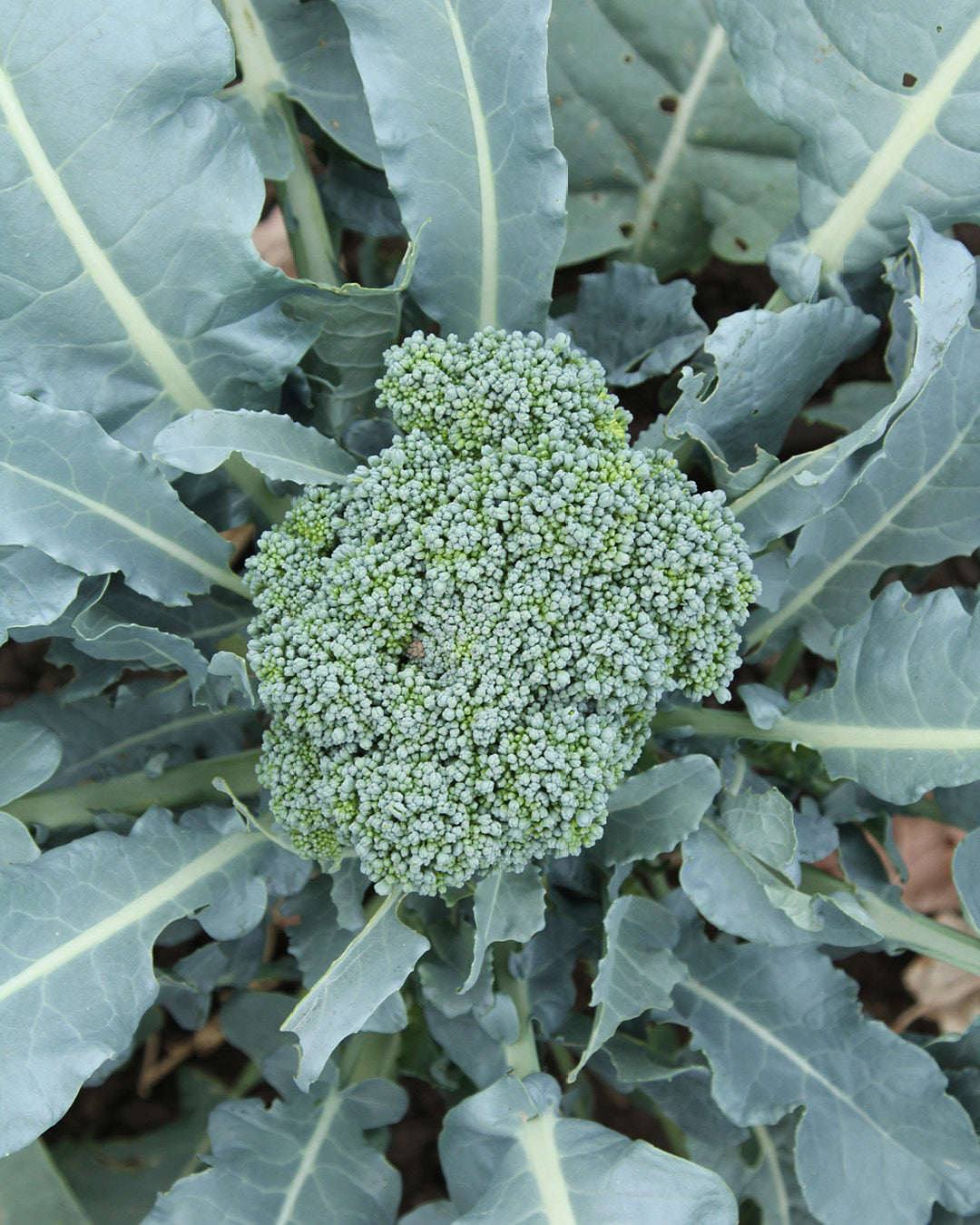 Brokkoli 'Rasmus' auf dem Feld aus der Gartenzauber-Saatgutserie