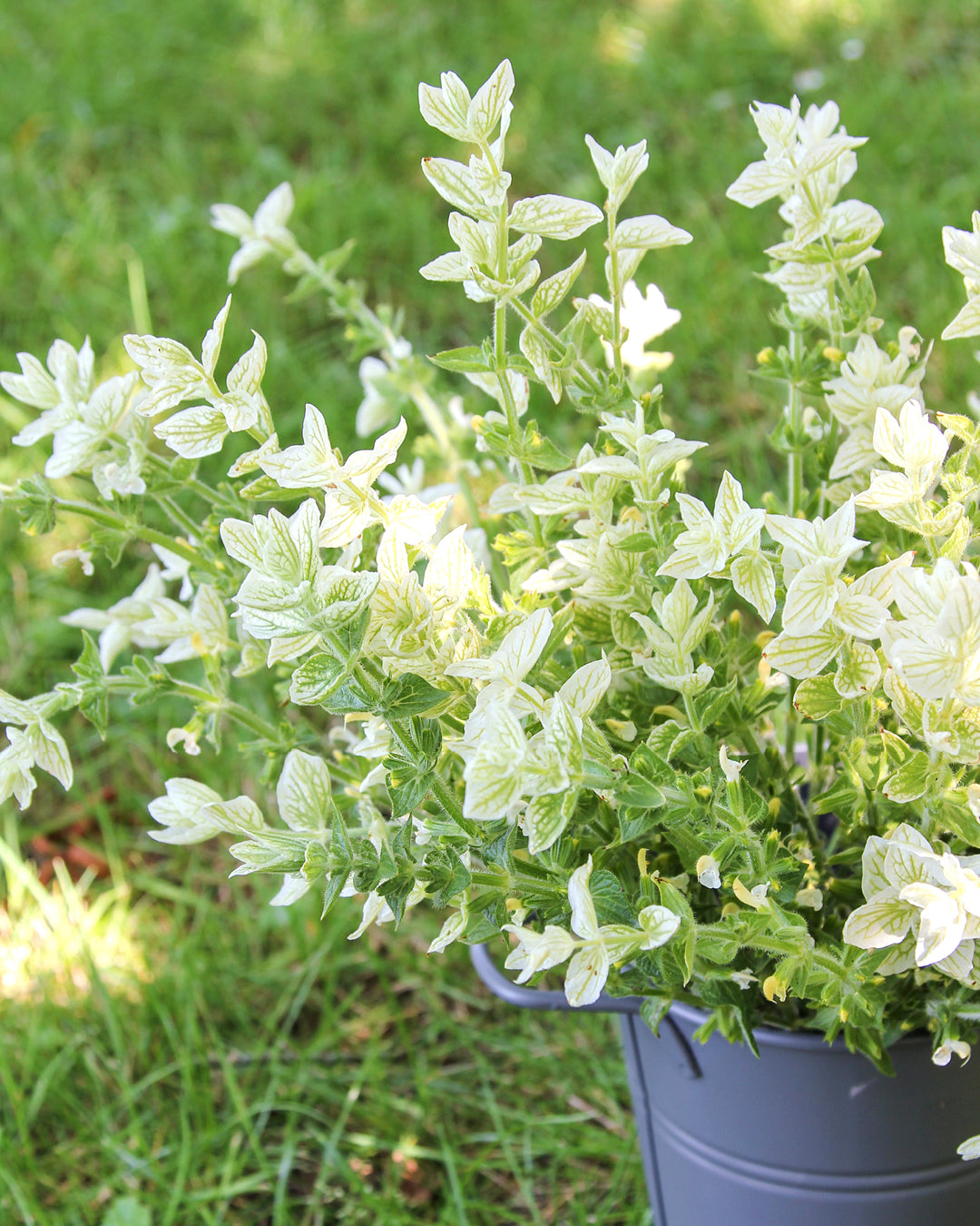 Bluehende Pflanze Buntschopfsalbei - Salvia viridis 'White Swan' aus der Gartenzauber-Saatgutserie