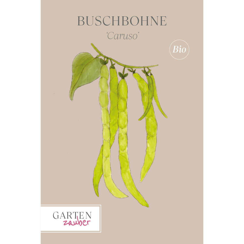 buschbohne saatgut Buschbohne 'Caruso' Saatgut online bestellen