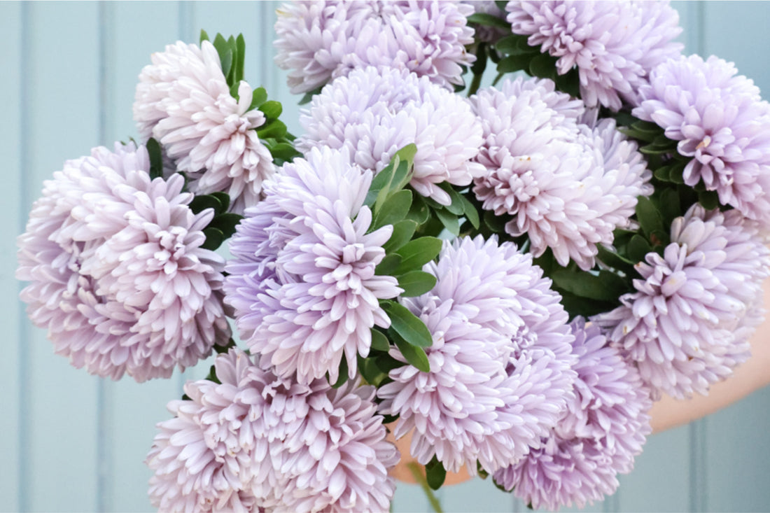 Sommeraster Callistephus chinensis ‘Lady Coral Lavender’ – üppiger Strauß lavendelfarbener Blüten mit dicht gefüllten Blütenköpfen