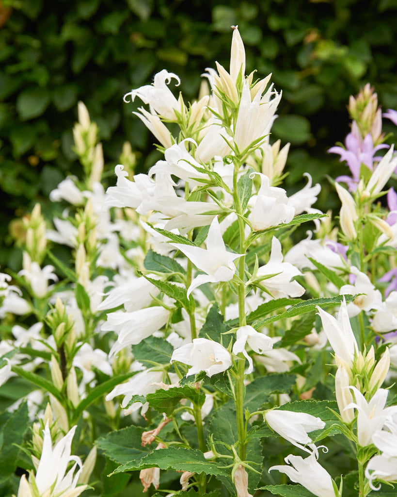 Mehrere große, glockenförmige Blüten der Wald-Glockenblume 'Alba' (Campanula latifolia var. macrantha) in Reinweiß blühend im Gartenbeet.