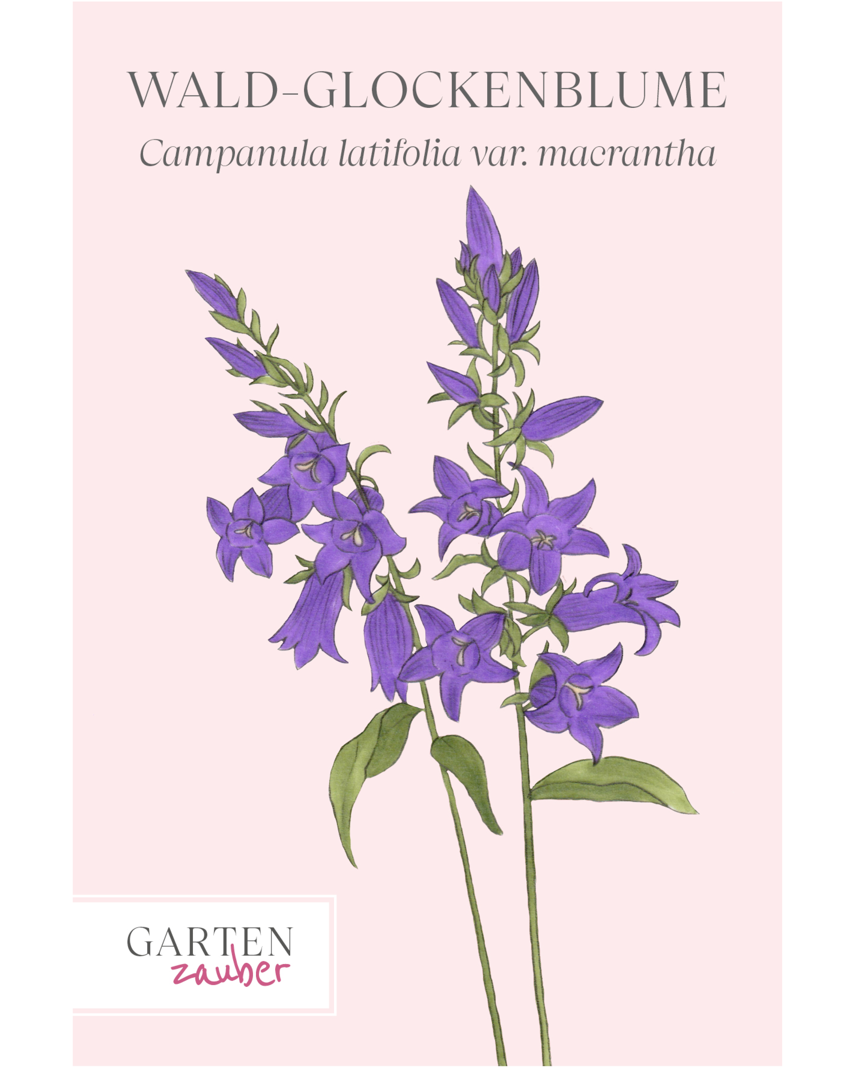 Vorderseite der Saatguttüte Wald-Glockenblume – Campanula latifolia var. macrantha mit handgezeichneter Illustration der großen, glockenförmigen Blüten in zartem Lilablau bis Violett aus der Gartenzauber-Saatgutserie.