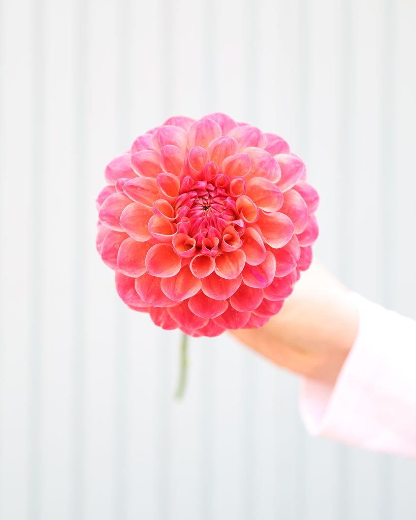Eine Blüte der Dahliensorte Cecil vor einem blauen Hintergrund.