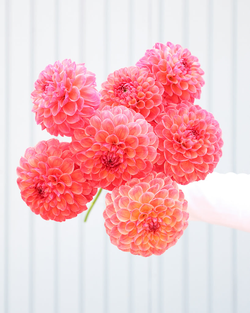 Blumenstrauß mehrere Blüten der Dahliensorte Cecil vor einem blauen Hintergrund.