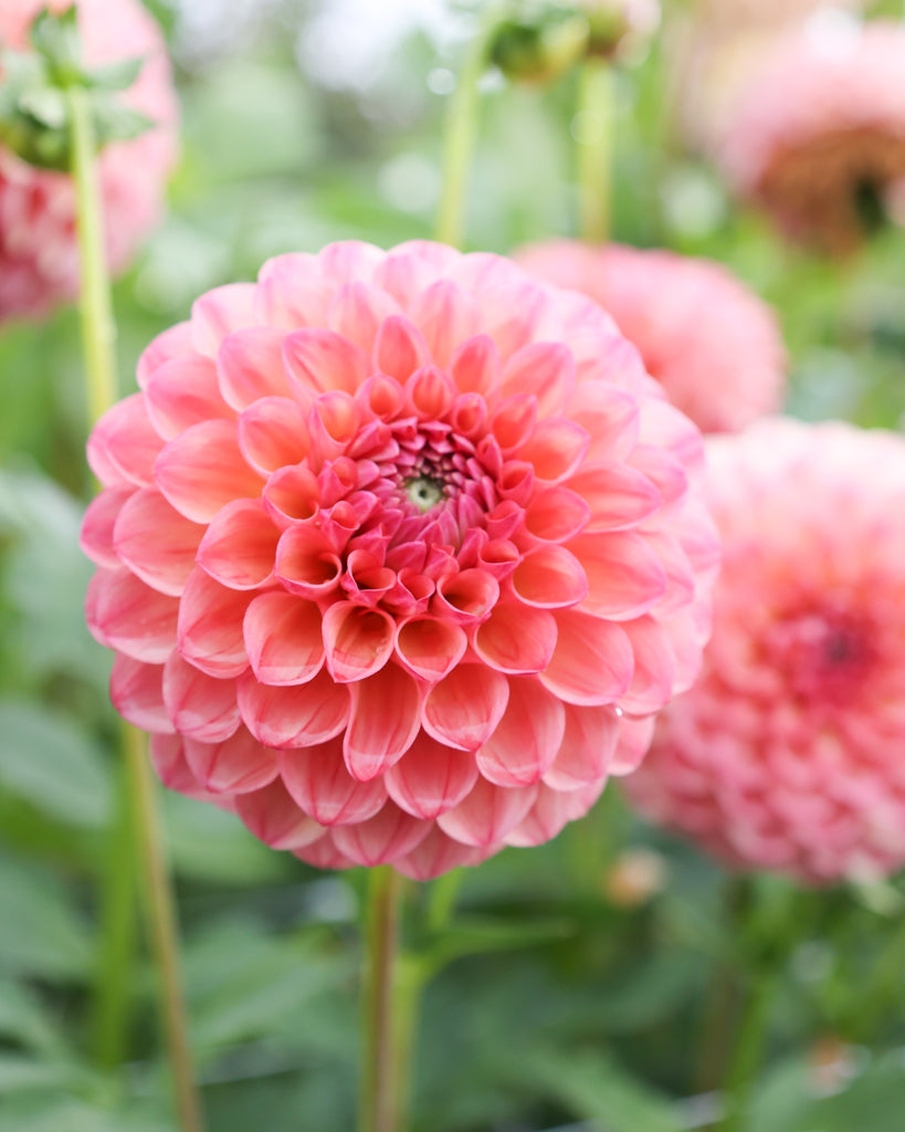 Nahaufnahme einer Dahlienblüt der Sorte Cecil im Beet.