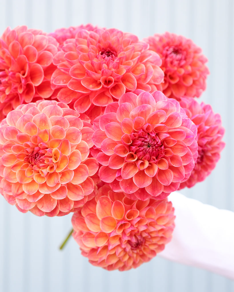 Blumenstrauß mehrere Blüten der Dahliensorte Cecil vor einem blauen Hintergrund.