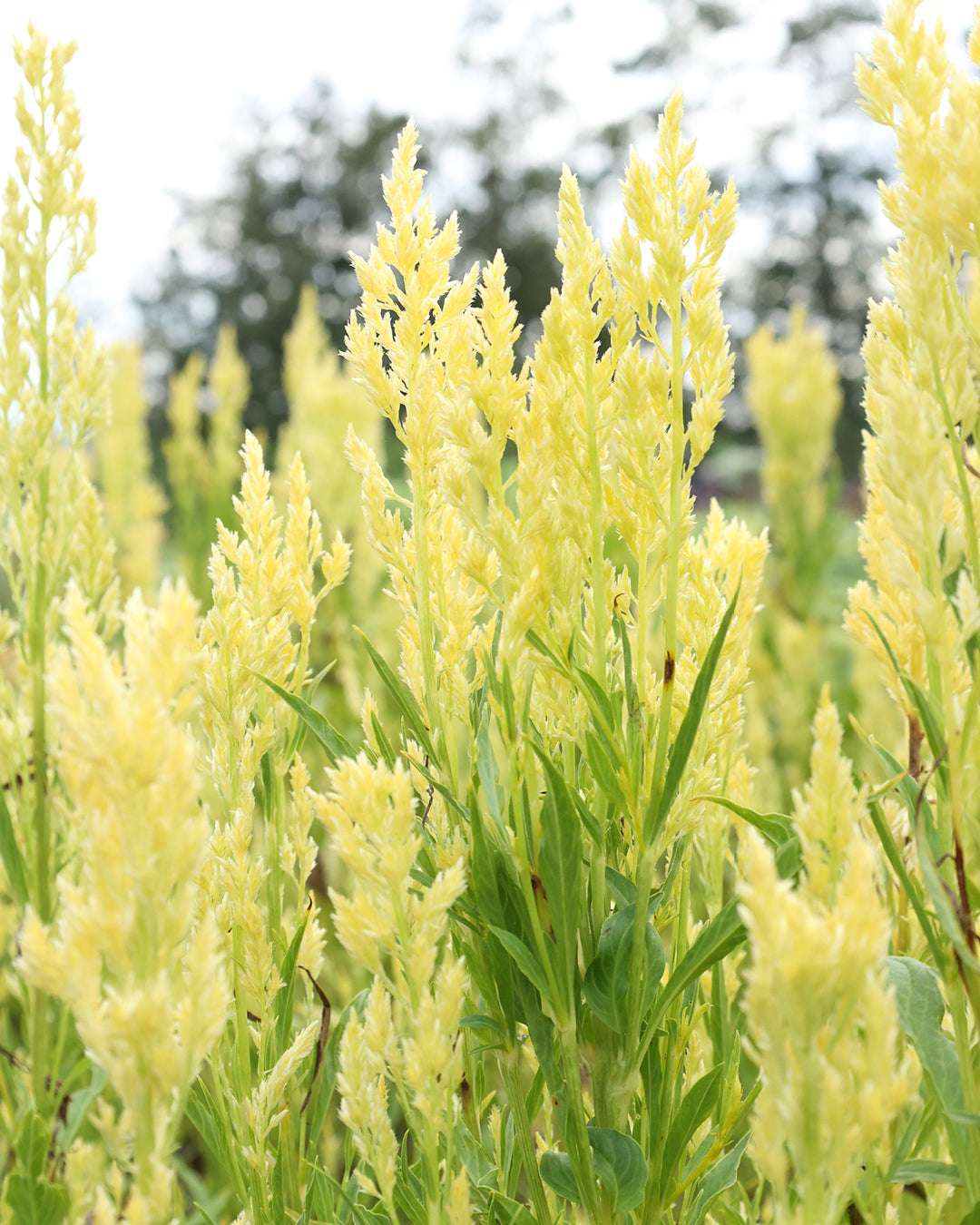 Celosie 'Sylphid' Saatgut – Sommerblume & Beetpflanze