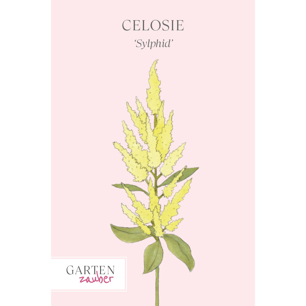 zimmerpflanze celosia Celosie 'Sylphid' Saatgut – Sommerblume & Beetpflanze