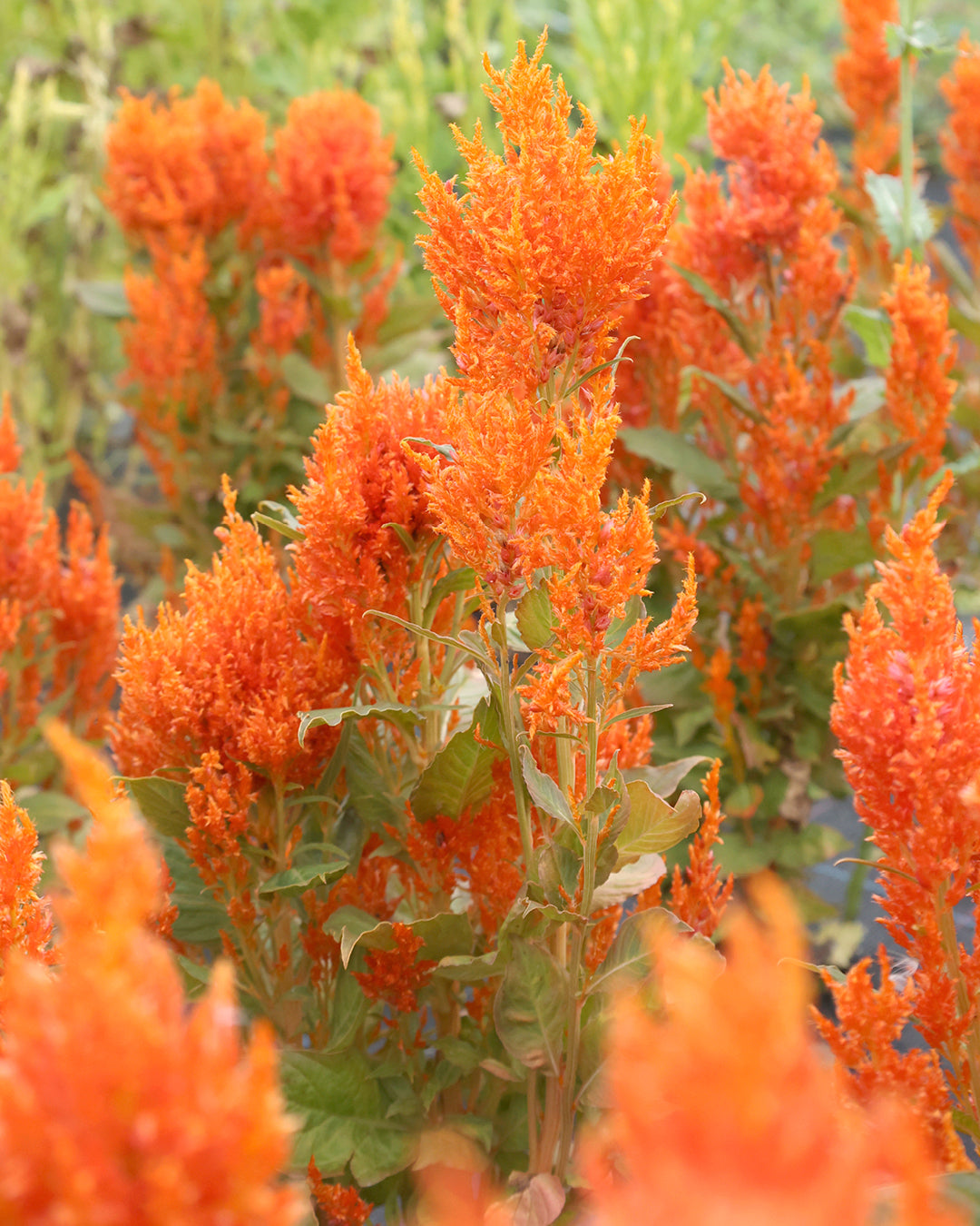 Bluehende Pflanze Celosie 'Fresh-look-orange' Celosia plumosa aus der Gartenzauber-Saatgutserie