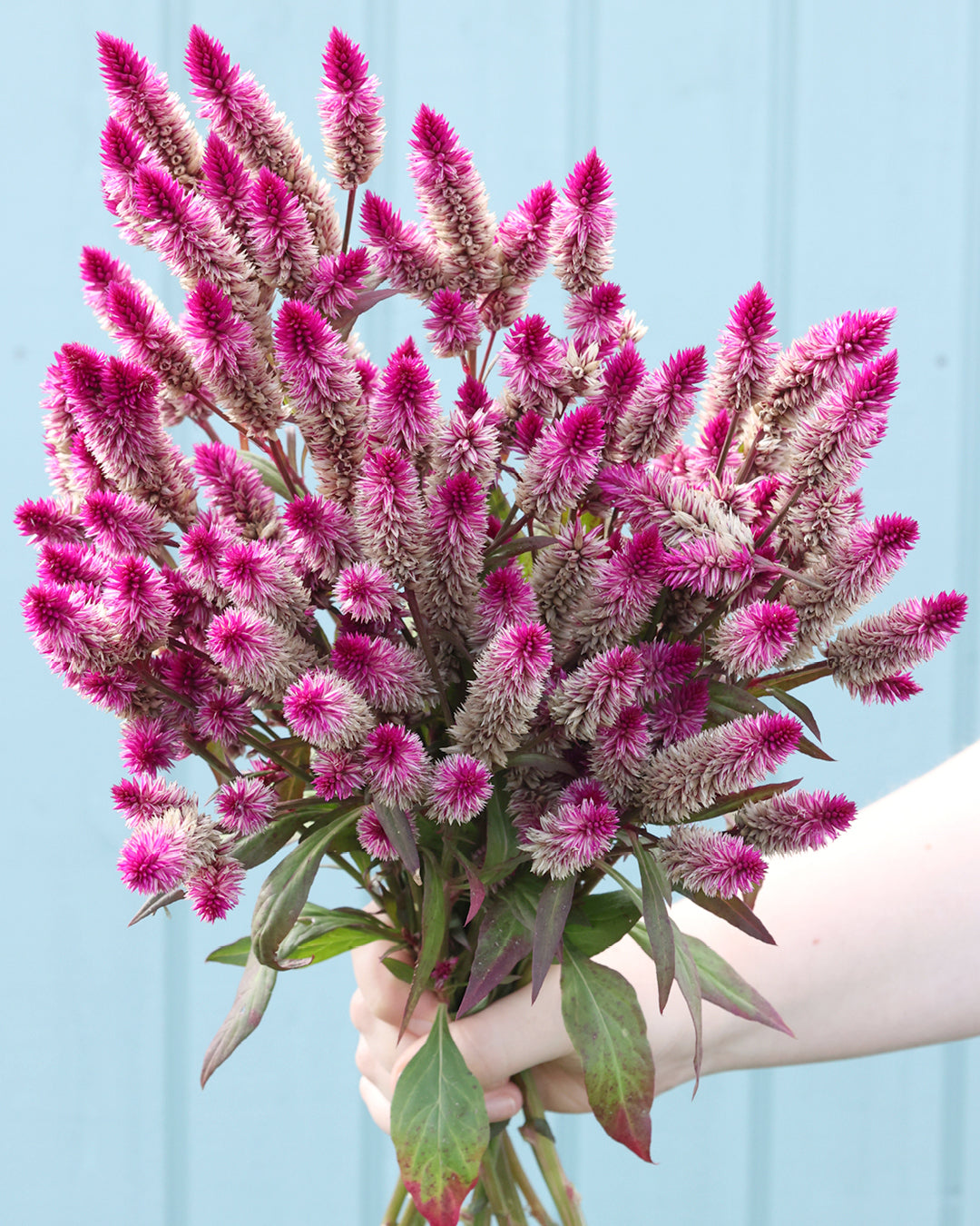 Bluehende Pflanze Celosie 'Ruby Parfait' Celosia argentea spicata aus der Gartenzauber-Saatgutserie
