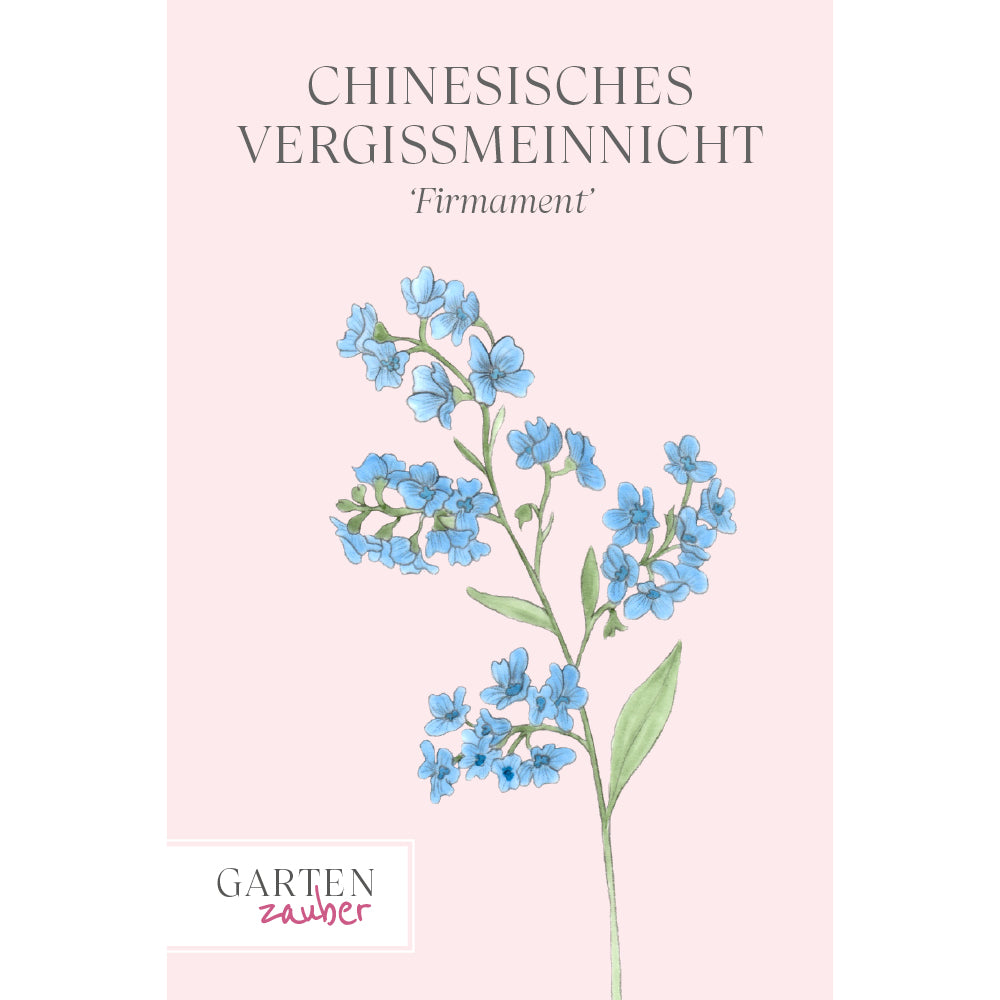 Chinesisches Vergissmeinnicht 'Firmament' Saatgut