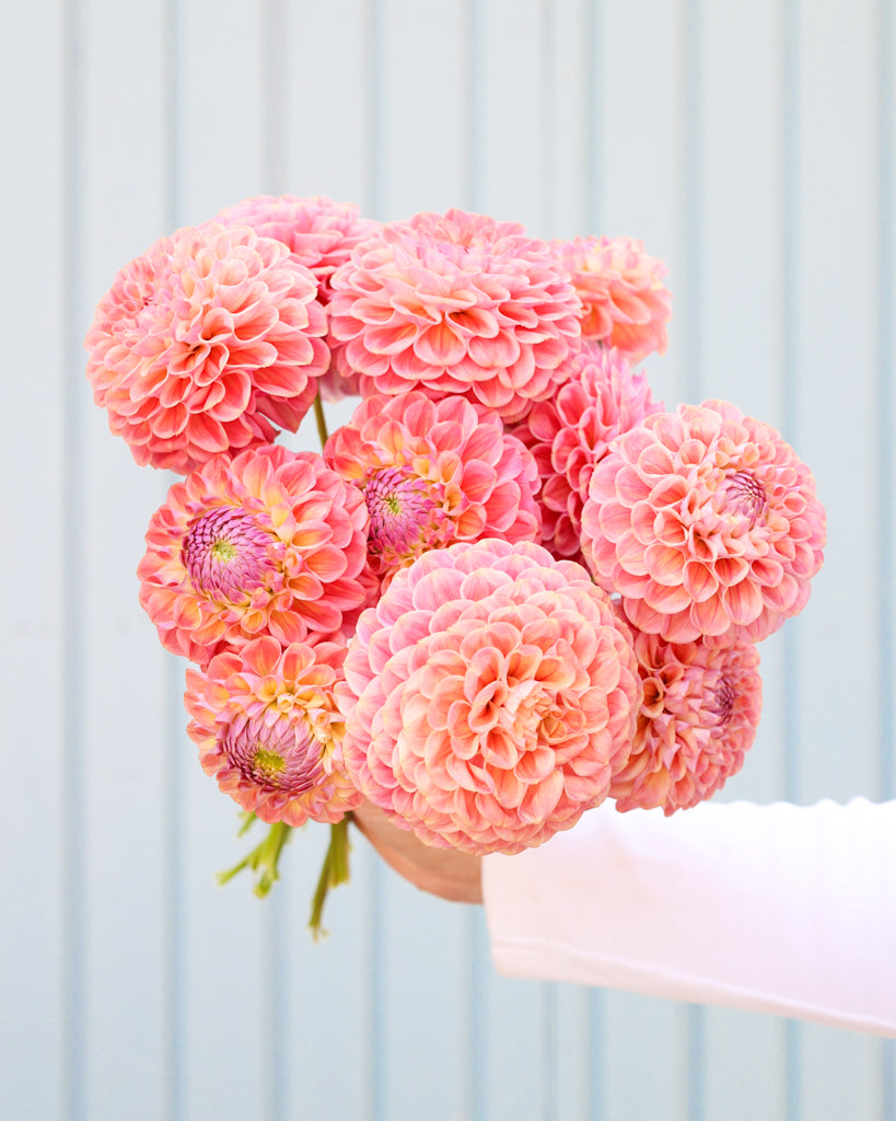 Strauß mit Dahlienblüten der Sorte Coseytown Babycakes vor einem blauen Hintergrund.
