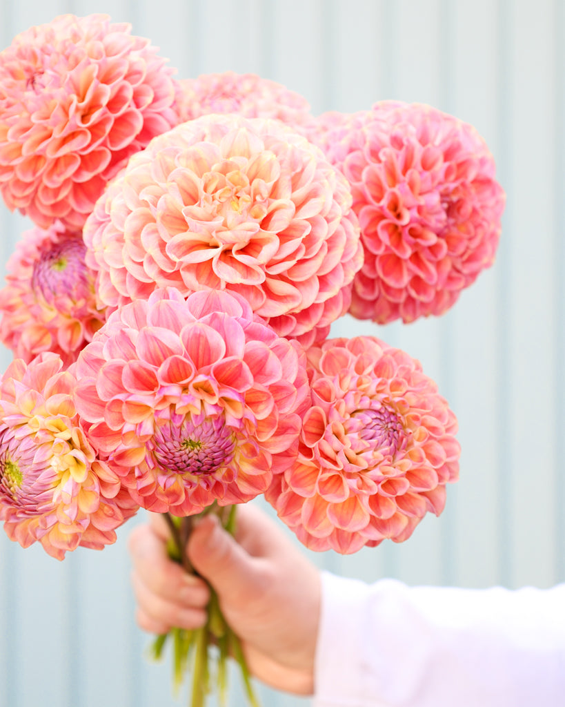 Strauß von Dahlienblüten der Sorte Coseytown Babycakes vor einem blauen Hintergrund.