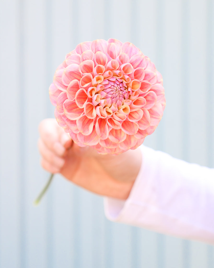 Eine Dahlienblüte der Sorte Coseytown Babycakes vor einem blauen Hintergrund.