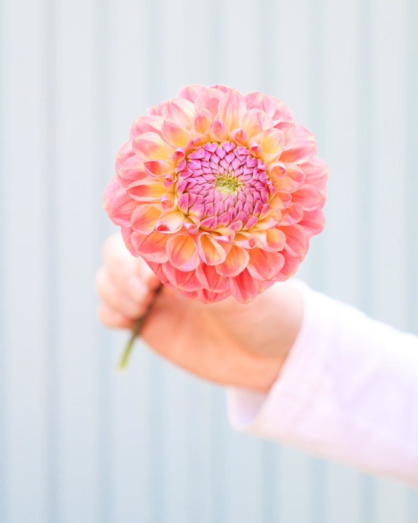 Eine Dahlienblüte der Sorte Coseytown Babycakes vor einem blauen Hintergrund.