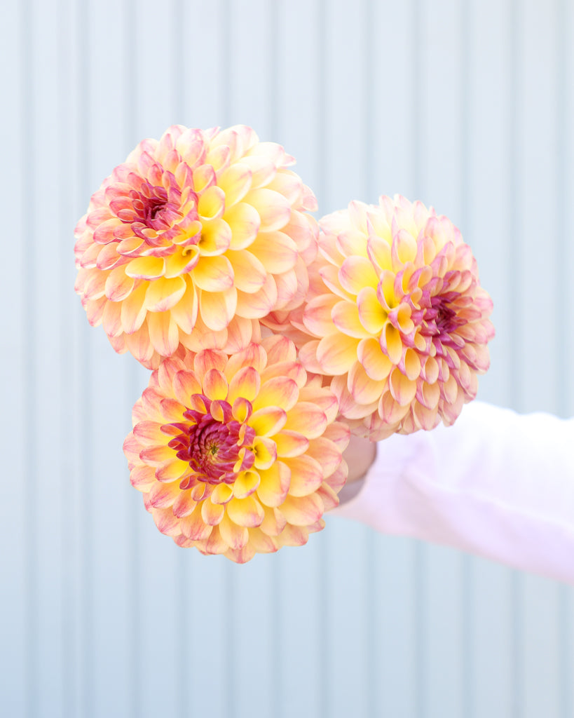 Drei Dahlienblüten der Sorte Coseytown Gale vor einem blauen Hintergrund.