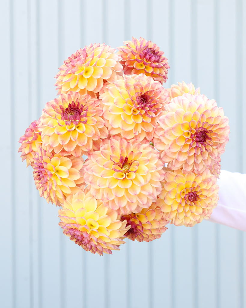 Strauß Dahlienblüten der Sorte Coseytown Gale vor einem blauen Hintergrund.