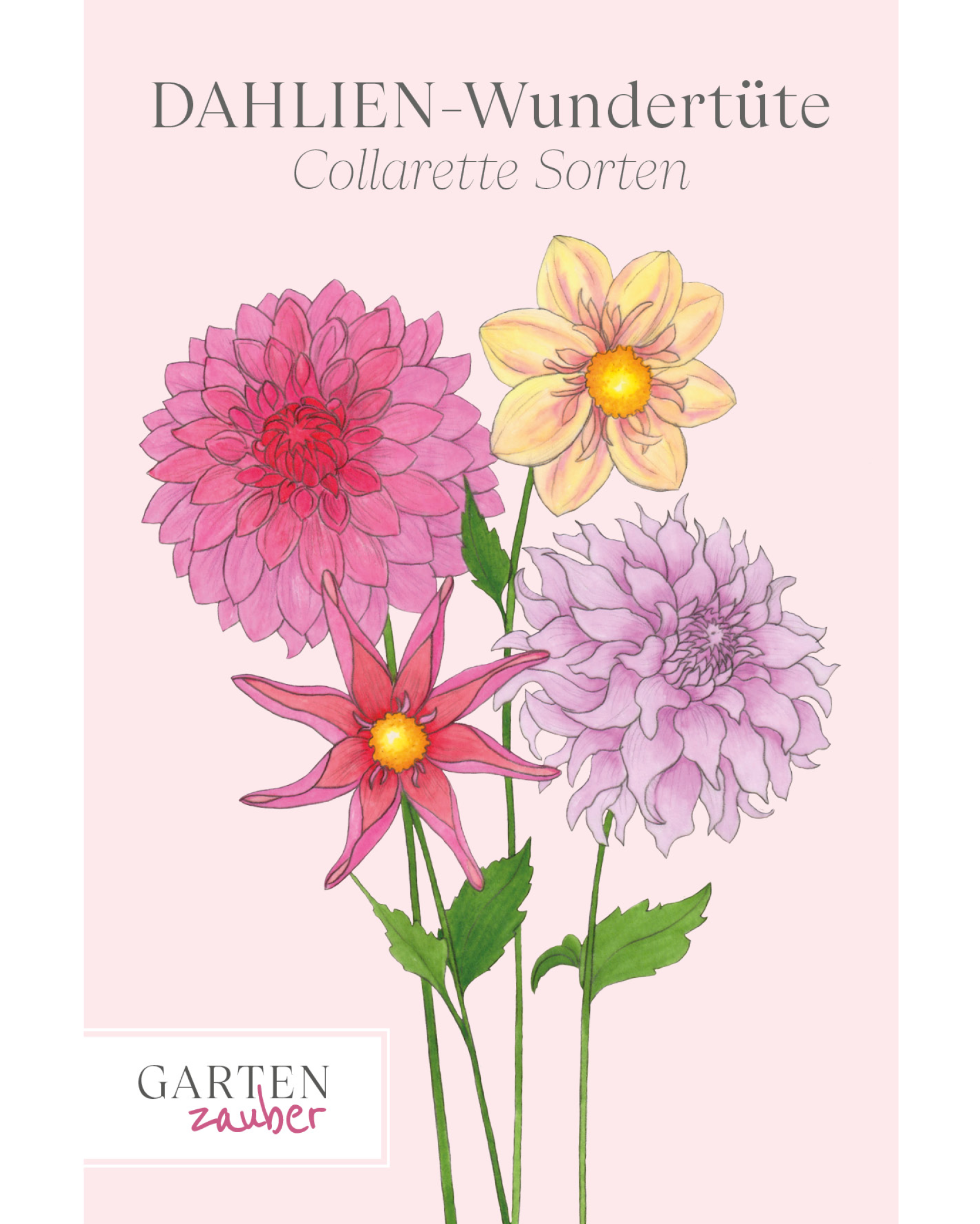 Ansicht der Gartenzauber Saatguttüte mit vier verschiedenen Daliensorten.