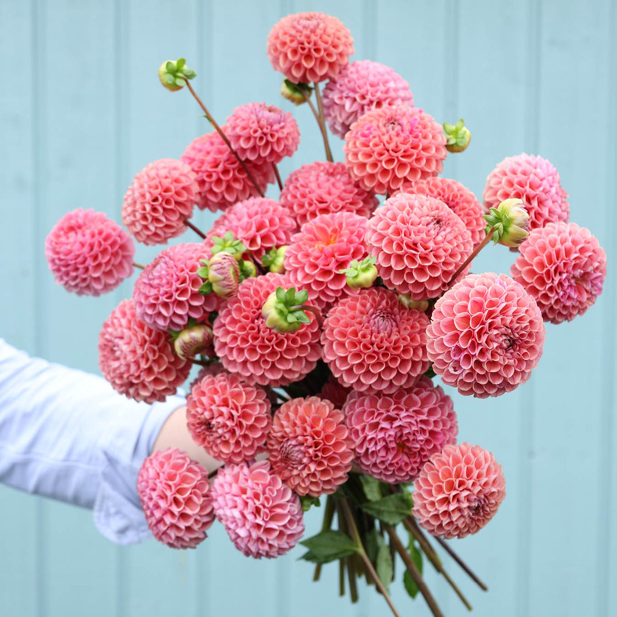dahlien-gz-katja_spezial-