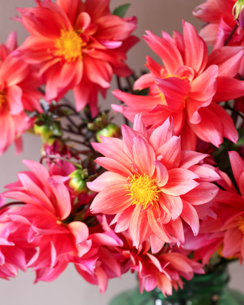 Ein Dahlienstrauß der Sorte Sonic Bloom vor einem hellgrauen Hintergrund.