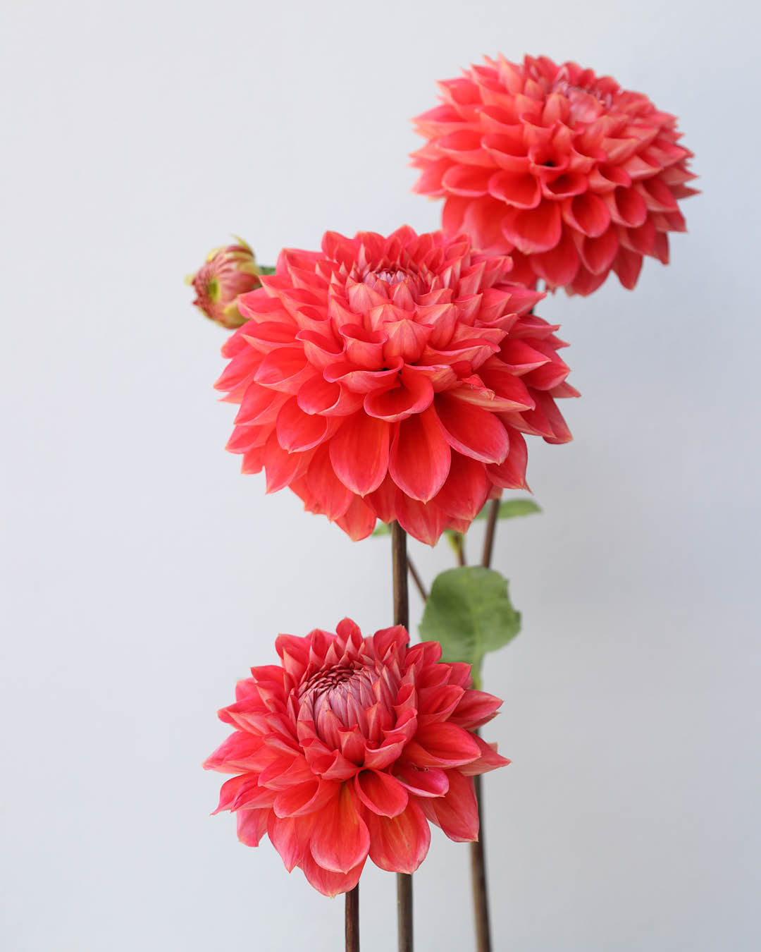 Drei Dahlienblueten der Sorte Tempest vor einem hellgrauen Hintergrund.
