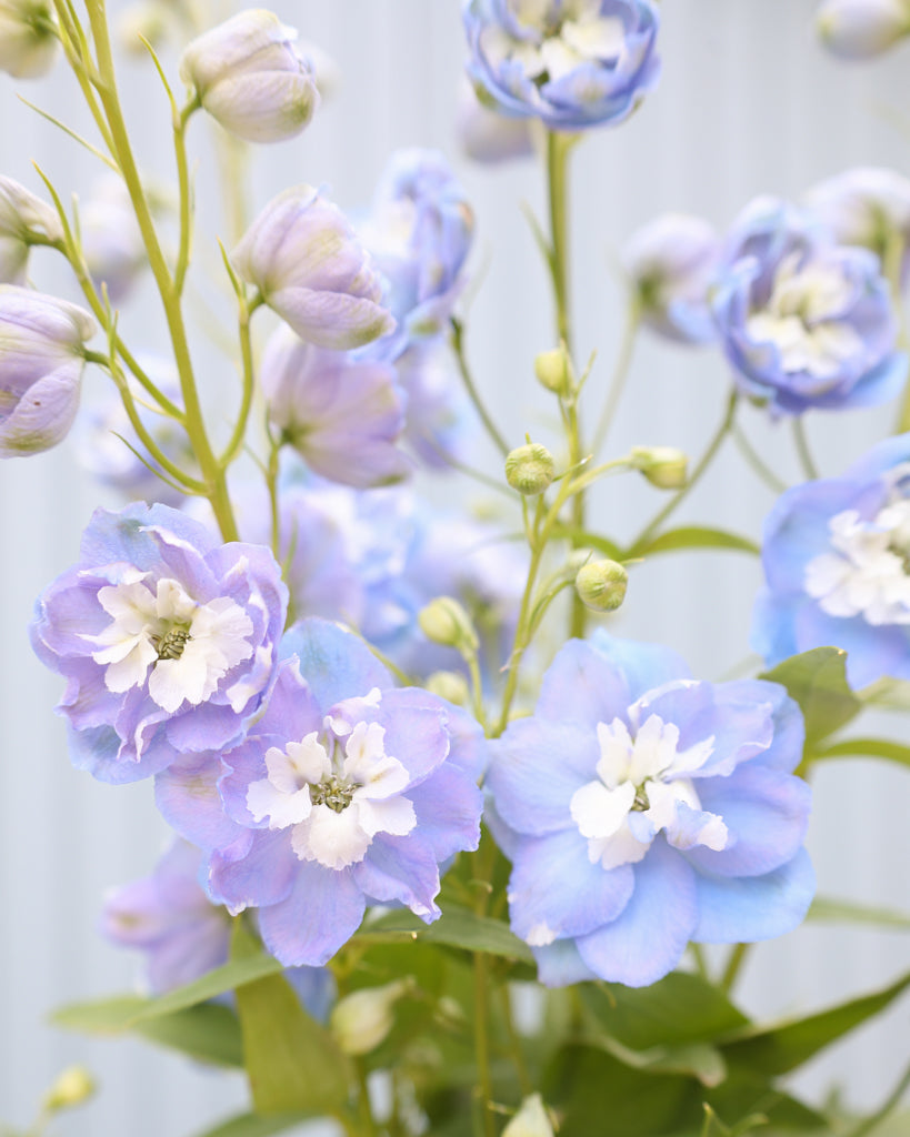Nahaufnahme einer zarten, hellblauen Blütenrispe des Rittersporns (Delphinium elatum ‘Aurora Light Blue’ F1).“