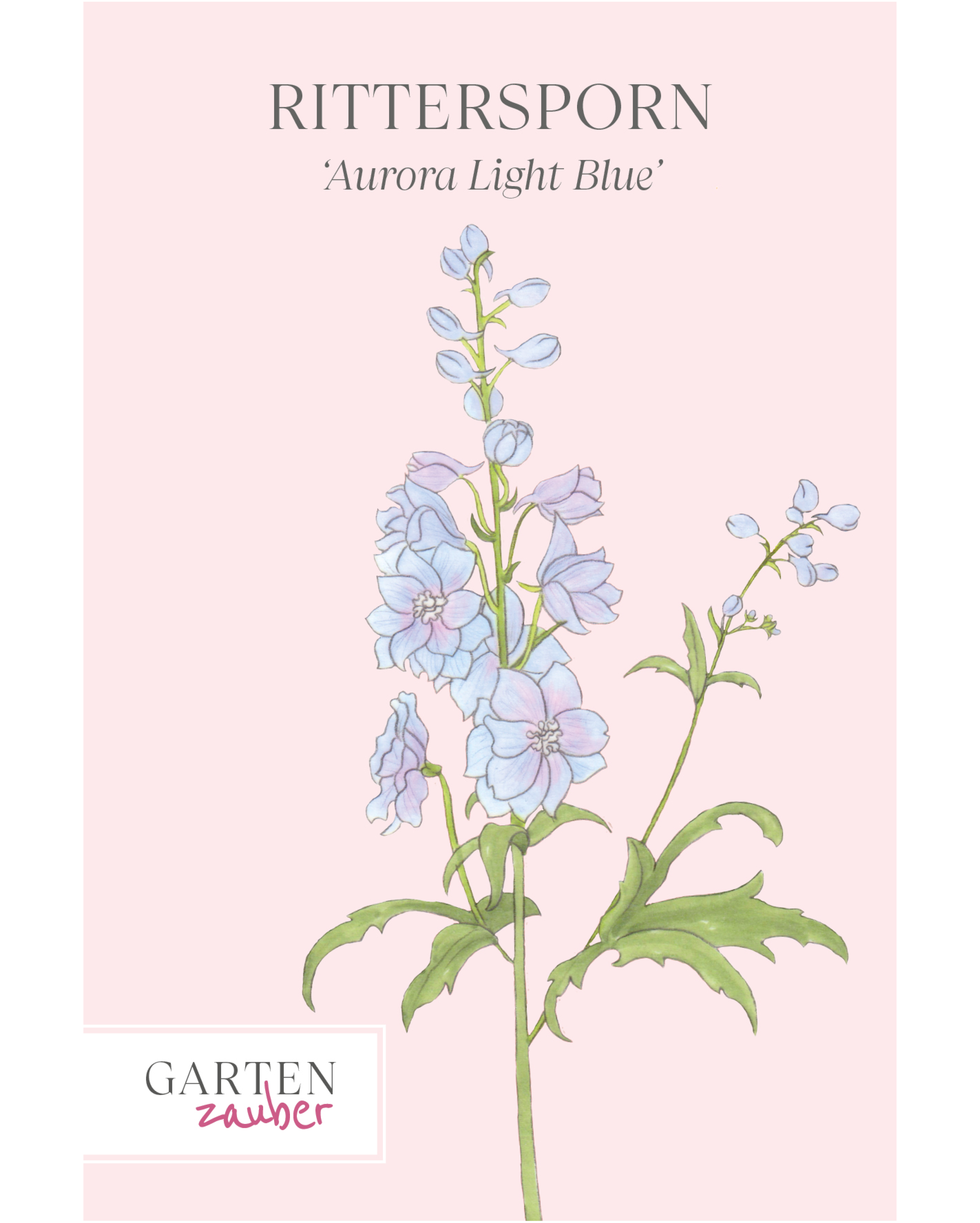 Vorderseite der Saatguttüte Rittersporn ‘Aurora Light Blue’ F1 – Delphinium elatum mit handgezeichneter Illustration der zarten, hellblauen Blüten aus der Gartenzauber-Saatgutserie.