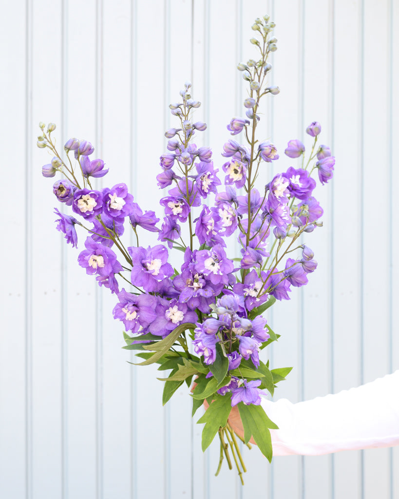 Mehrere zarte, hellviolette Blütenrispen des Rittersporns (Delphinium elatum ‘Aurora Light Purple’ F1) blühend als Strauß gehalten.