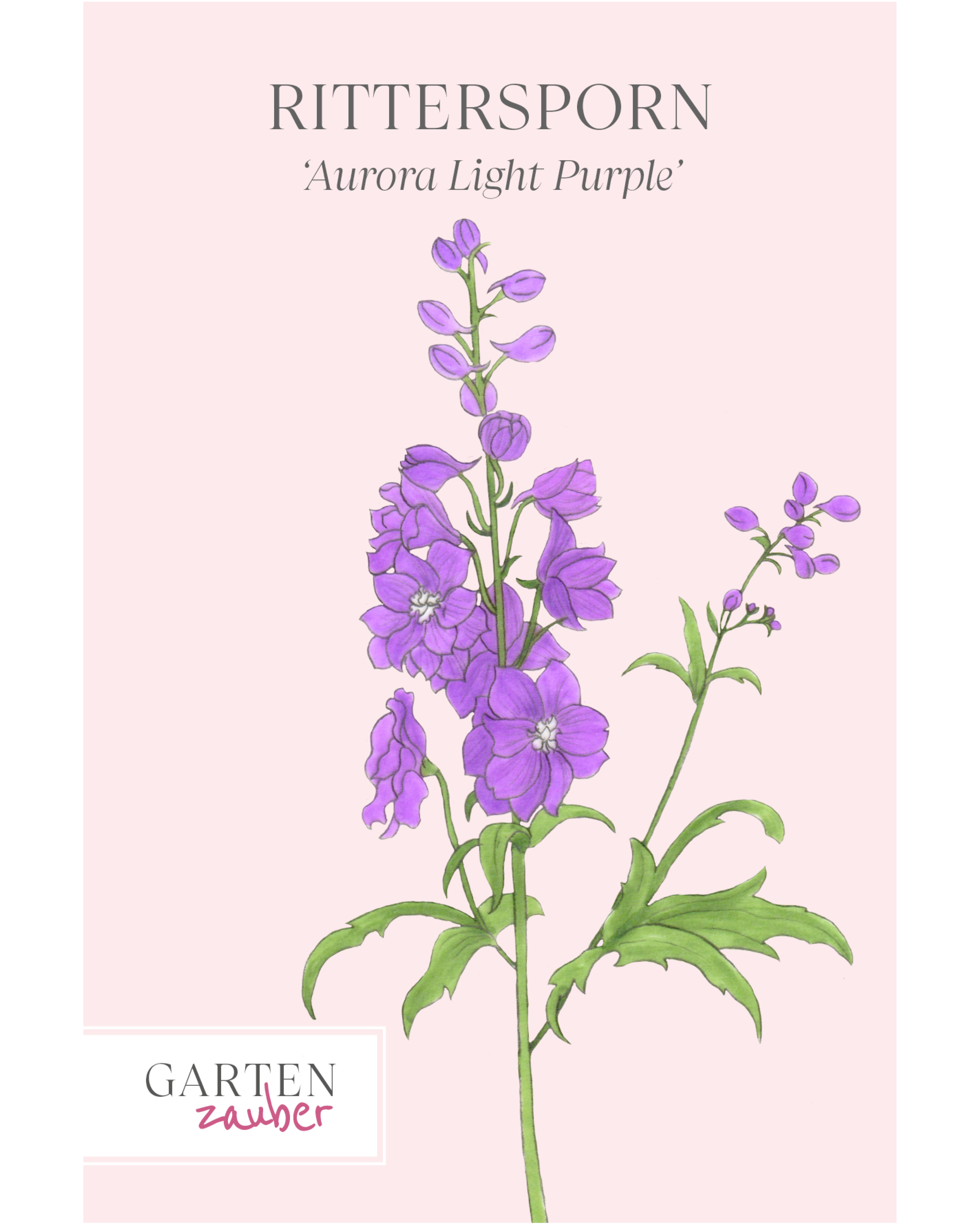 Vorderseite der Saatguttüte Rittersporn ‘Aurora Light Purple’ F1 – Delphinium elatum mit handgezeichneter Illustration der zarten, hellvioletten Blüten aus der Gartenzauber-Saatgutserie.
