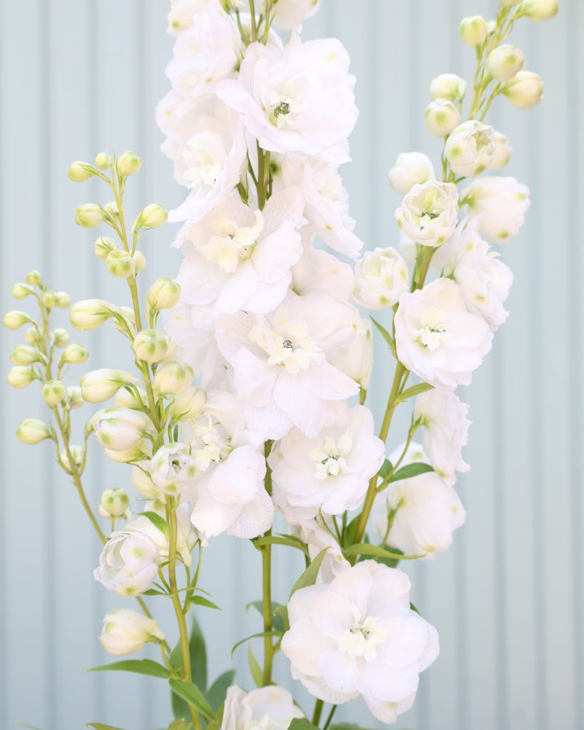 Nahaufnahme einiger reinen, leuchtend weißen Blütenrispen des Rittersporns (Delphinium elatum ‘Aurora White’ F1).