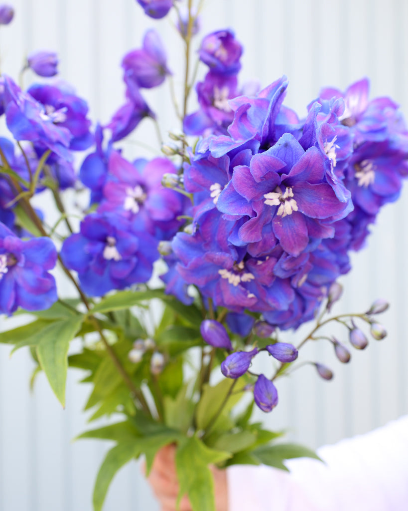 Mehrere Blütenrispen des Rittersporns (Delphinium elatum ‘Guardian Blue’) in sattem Blauviolett mit weißem Auge blühend in der Hand gehalten.
