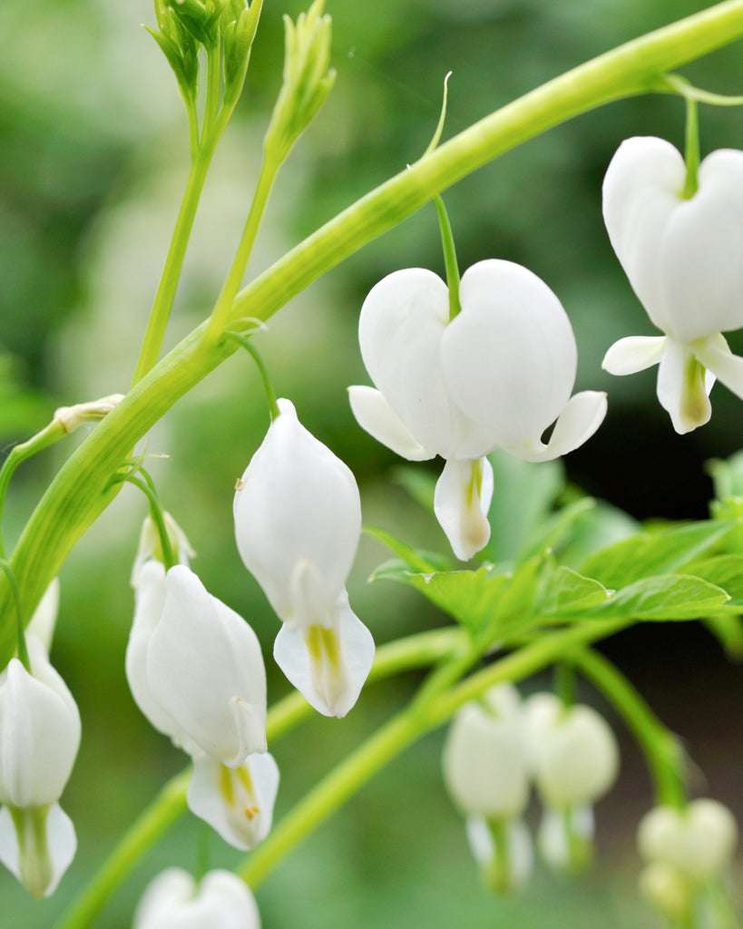 herz kaktus blüte Tränendes Herz 'Alba' Saatgut – Staude