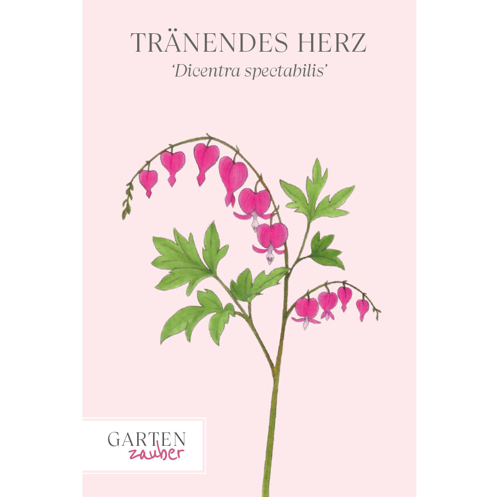 Trnendes Herz Saatgut  Staude | Gartenzauber