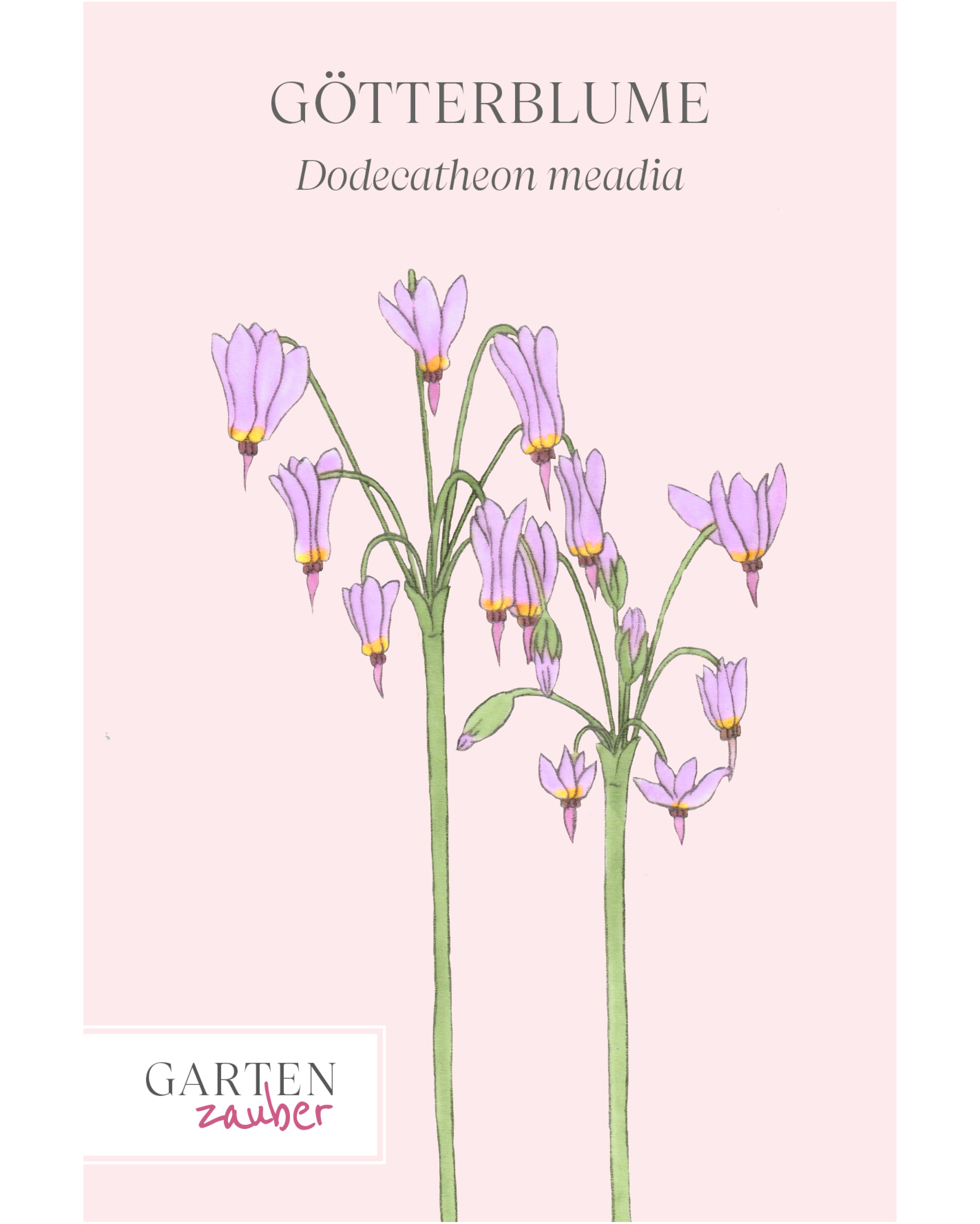Vorderseite der Saatguttüte Götterblume – Dodecatheon meadia mit handgezeichneter Illustration der eleganten, glockenförmigen Blüten aus der Gartenzauber-Saatgutserie.