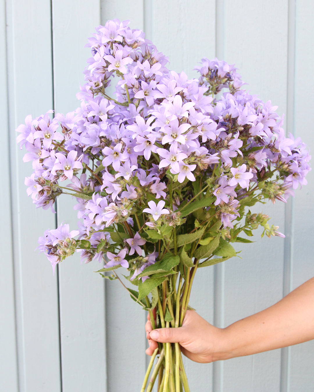 Bluehende Pflanze Doldenglockenblume Campanula lactiflora aus der Gartenzauber-Saatgutserie