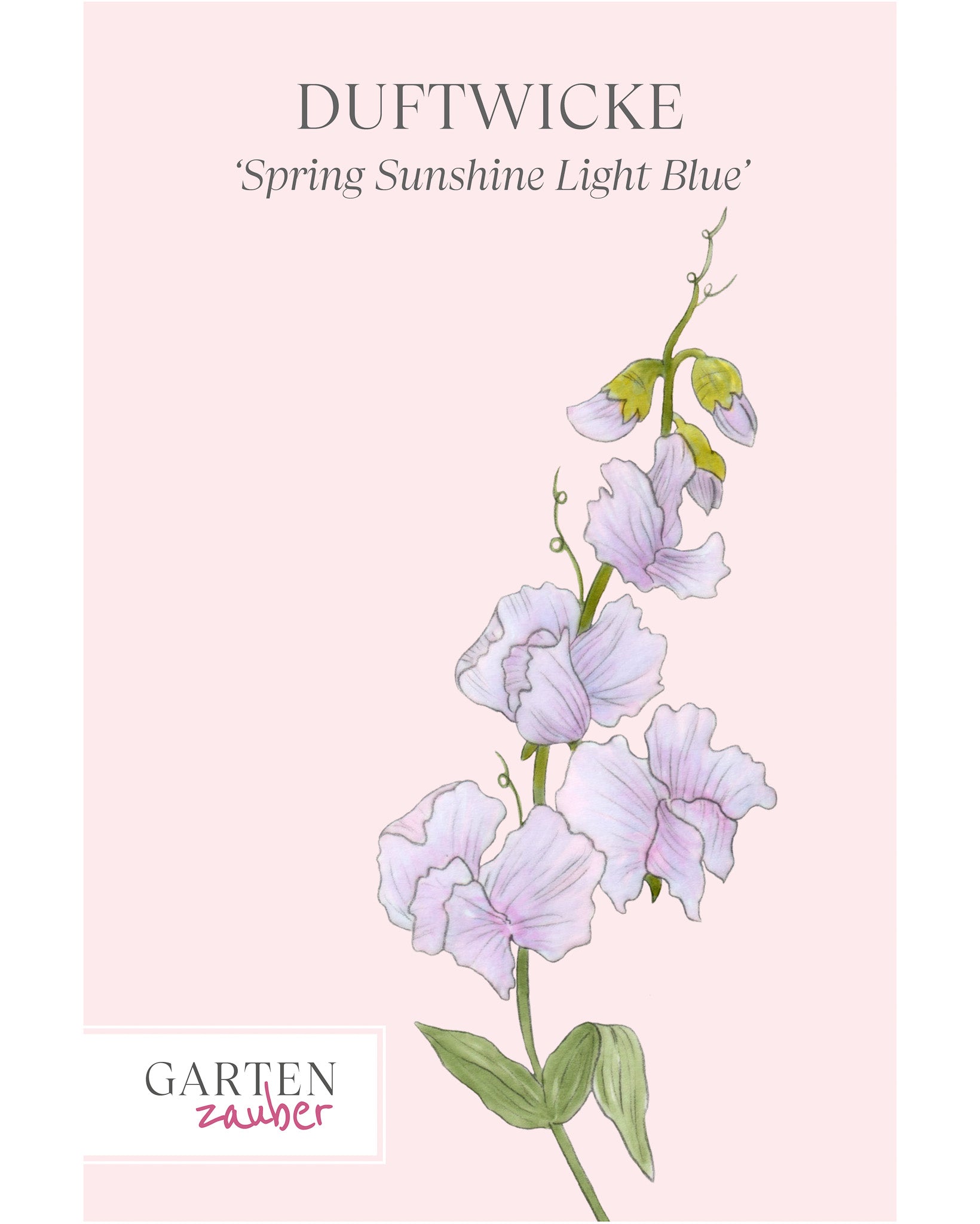 Vorderseite der Saatguttüte Duftwicke ‘Spring Sunshine Light Blue’ – Lathyrus odoratus mit handgezeichneter Illustration der zarten, hellblauen Blüten aus der Gartenzauber-Saatgutserie.