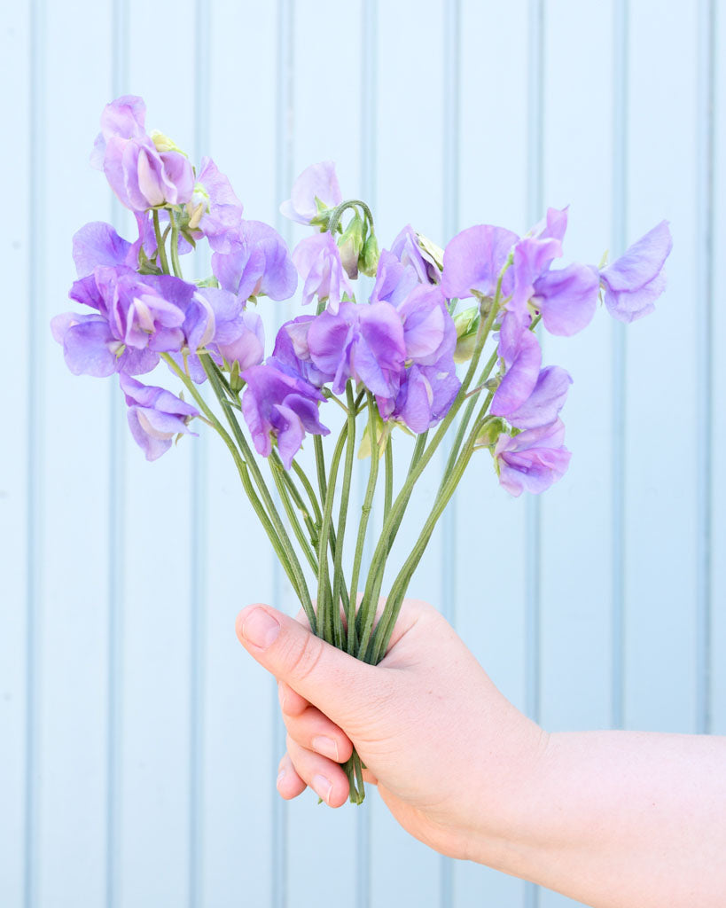 Duftwicke 'Winter Sunshine Midblue' Saatgut – Sommerblume online