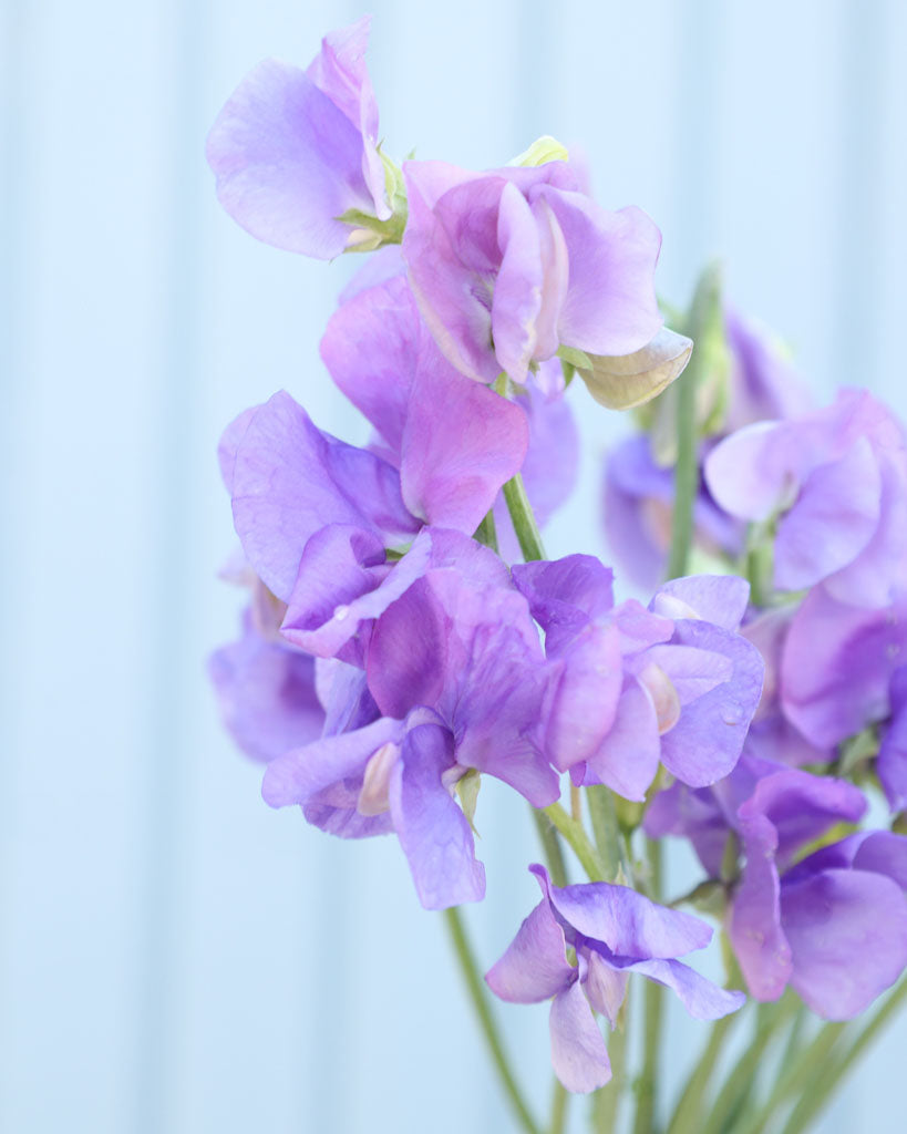 Duftwicke 'Winter Sunshine Midblue' Saatgut – Sommerblume online