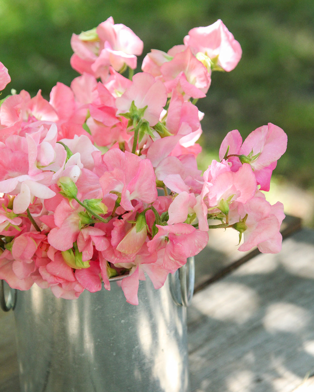 Bluehende Pflanze Duftwicke - Lathyrus odoratus Elegance 'Pink Diana' aus der Gartenzauber-Saatgutserie als Strauß in einem kleinen Zinkeimer