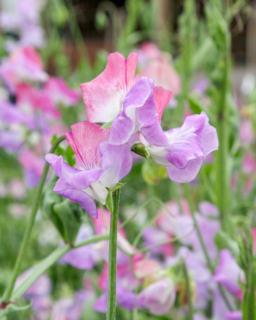 Bluehende Pflanze Duftwicke - Lathyrus odoratus 'Echanté' aus der Gartenzauber-Saatgutserie