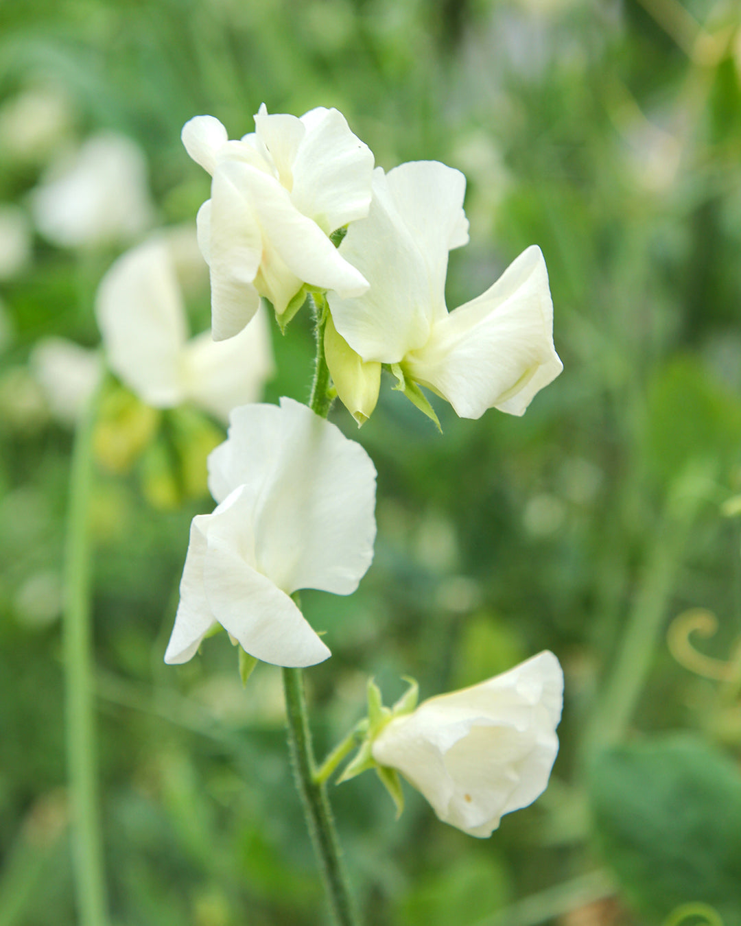 Bluehende Pflanze Duftwicke - Lathyrus odoratus 'Winter Sunshine Cream' aus der Gartenzauber-Saatgutserie